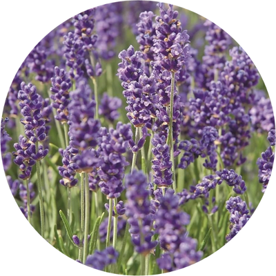Lavender Oil