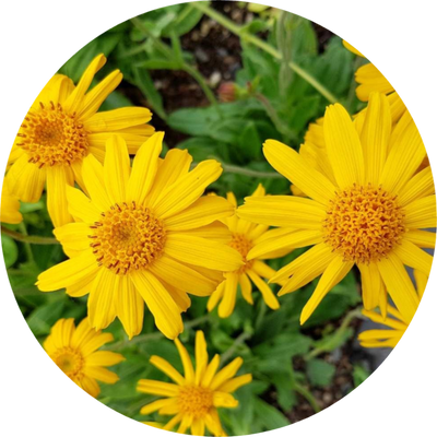 Arnica
